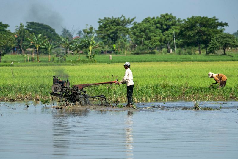 Why Rice Farmers And Crawfish Ponds Are Watching Closely