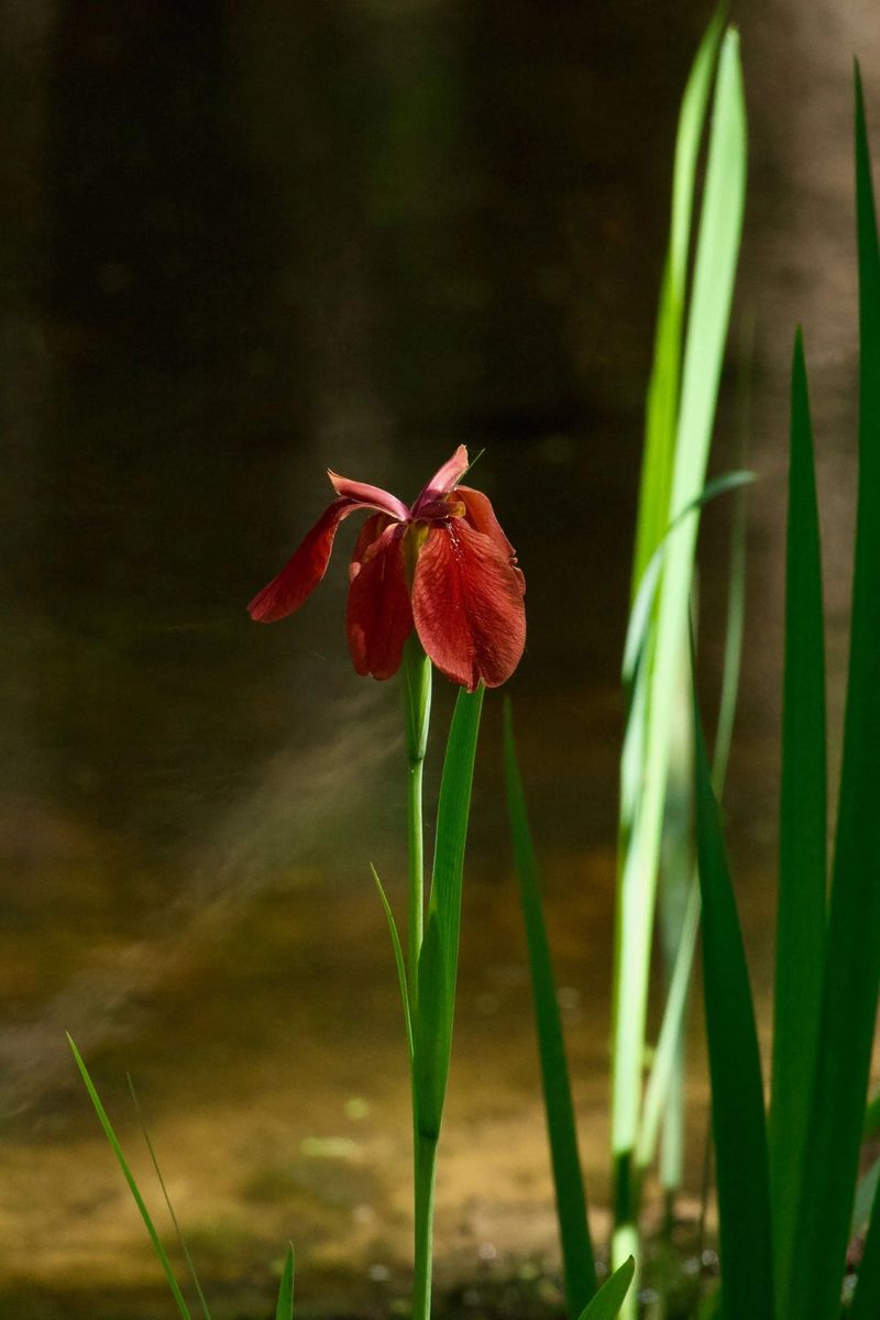 Why Scientists Call It Iris Nelsonii Why Scientists Call It Iris Nelsonii