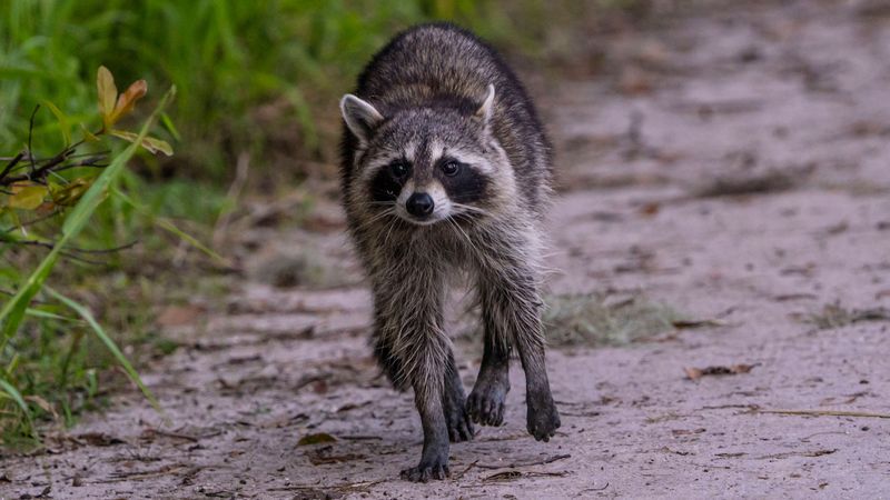 Why September Brings More Raccoon Run-Ins