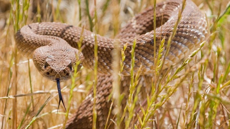 Why September Doesn't Slam The Door On California Snakes Why September Doesn't Slam The Door On California Snakes