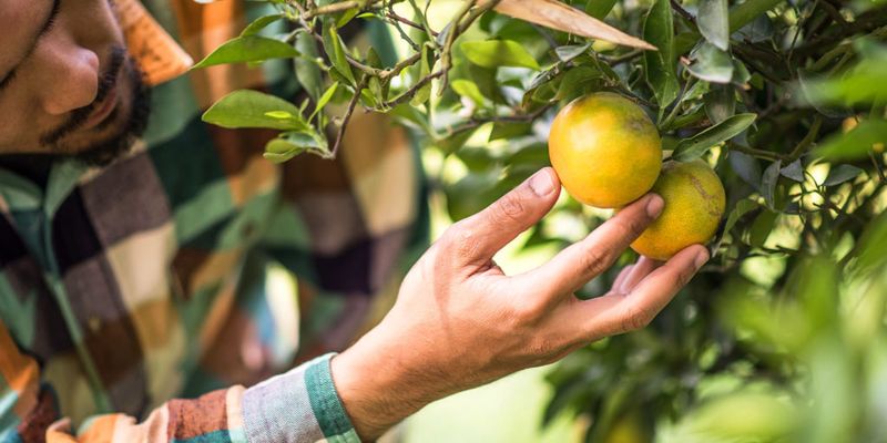 Why September In Florida Is Too Early To Cover Citrus Trees