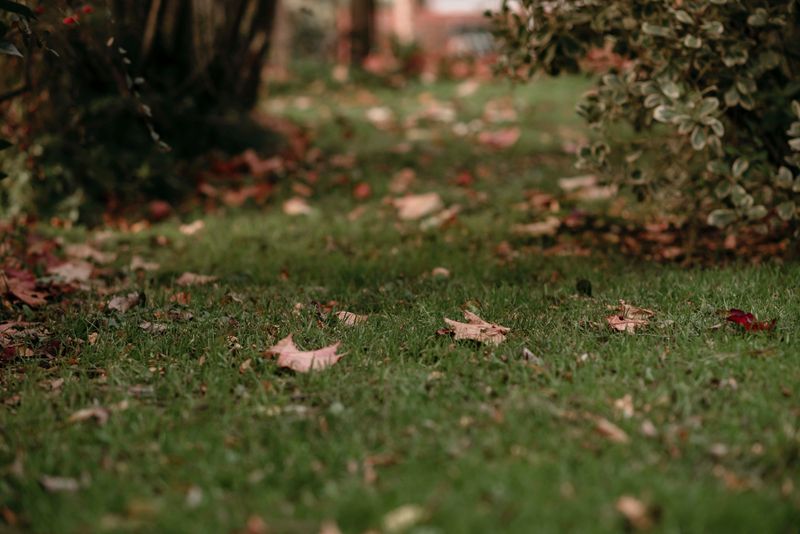 Why September Is Peak Season In Alabama Yards