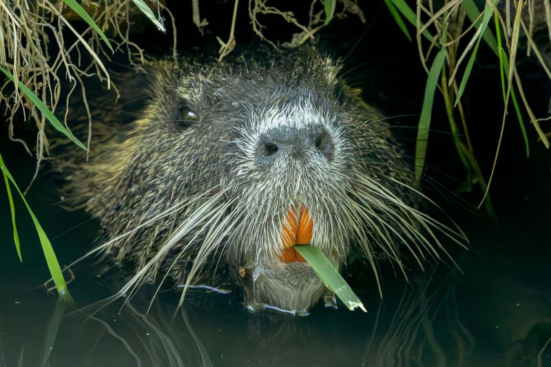 Why September Nudges Them Toward Your Pond Why September Nudges Them Toward Your Pond