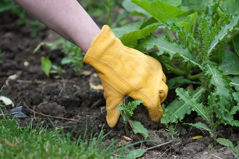 Why September Rain Creates A Better Weeding Window Why September Rain Creates A Better Weeding Window