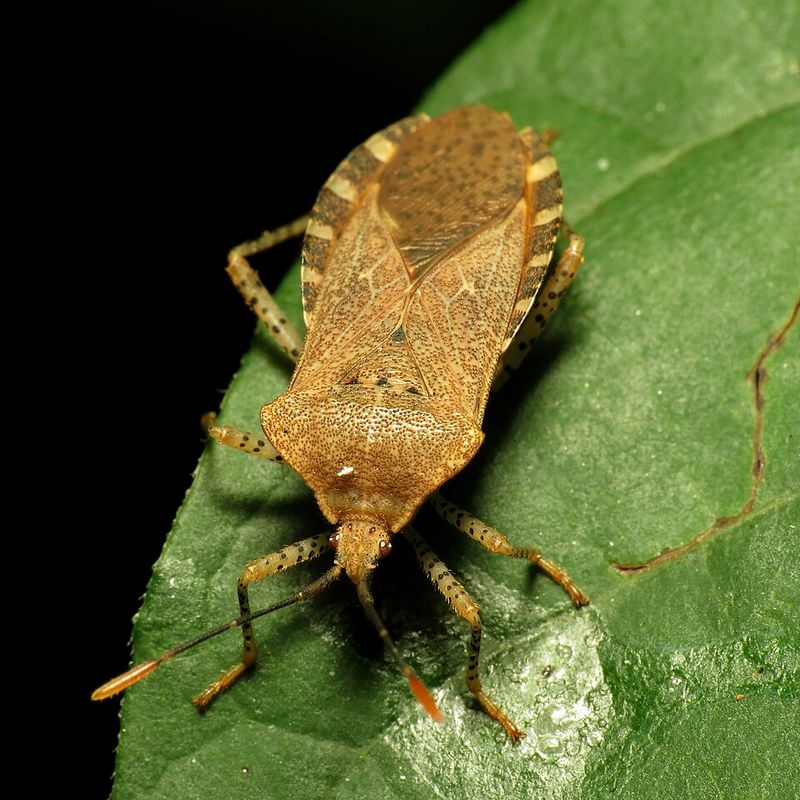 Why September Sees Higher Squash Bug Numbers