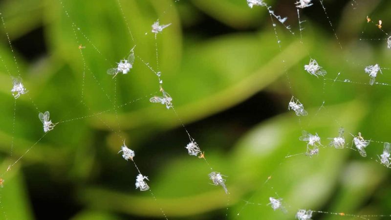 Why September Turns Them Into Sky Traffic