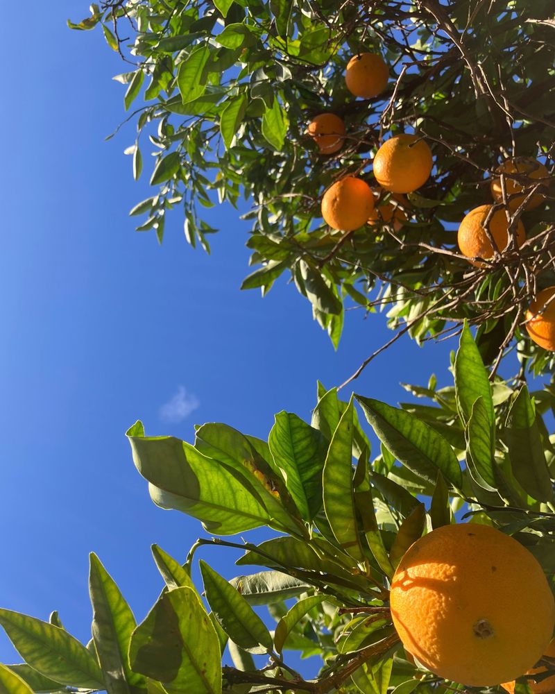 Why September Water Stress Can Reduce Your Citrus Harvest