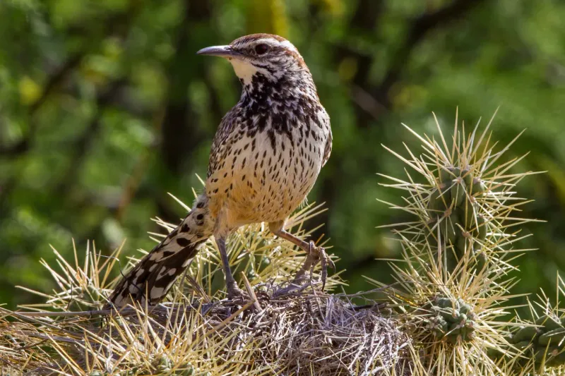 Why Some Arizona Yards Become Less Suitable for Cactus Wrens Why Some Arizona Yards Become Less Suitable for Cactus Wrens