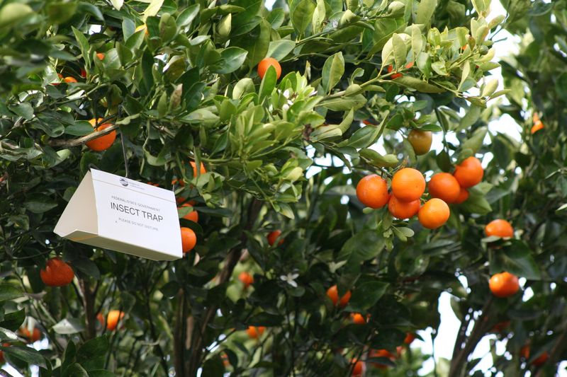 Why Some Neighborhoods Enter Citrus Quarantine Areas Why Some Neighborhoods Enter Citrus Quarantine Areas