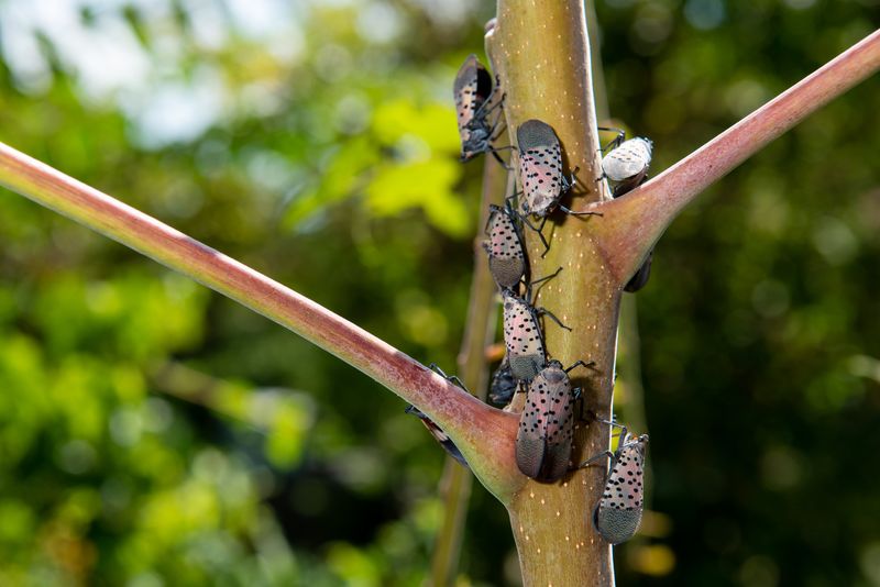 Why Some Trees Suddenly Become Lanternfly Hotspots