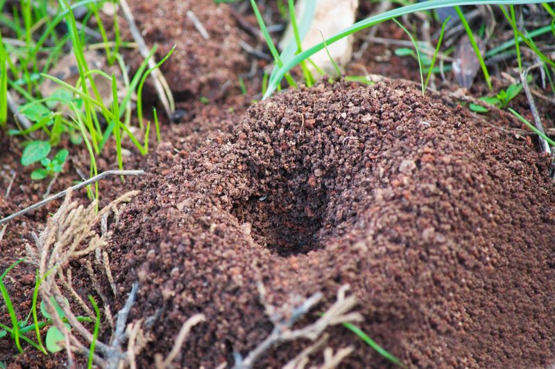 Why Spraying Mounds Rarely Solves The Problem Why Spraying Mounds Rarely Solves The Problem
