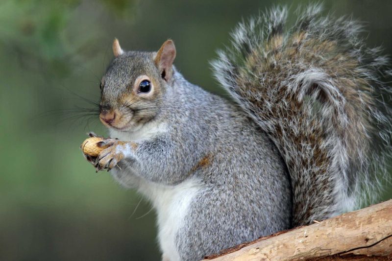 Why Squirrels Tend To Avoid It Why Squirrels Tend To Avoid It