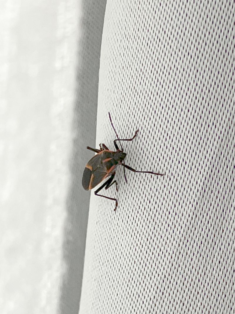Why Sunny South-Facing Walls Attract So Many Bugs Why Sunny South-Facing Walls Attract So Many Bugs