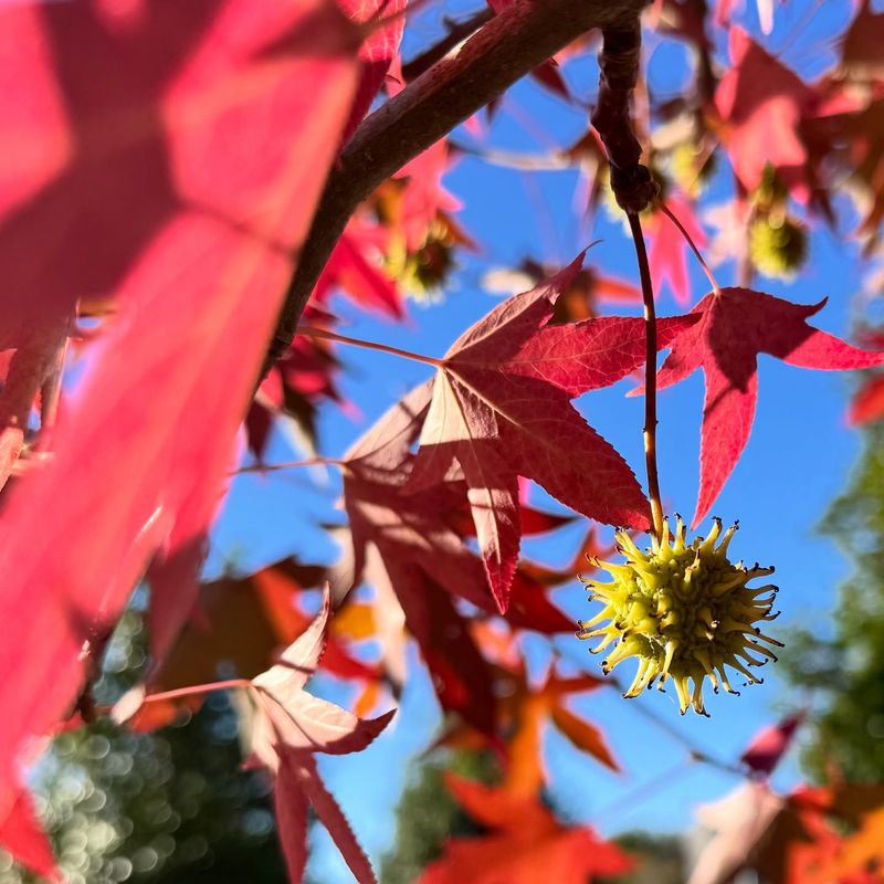 Why Sweetgum Deserves A Place In Pennsylvania Yards