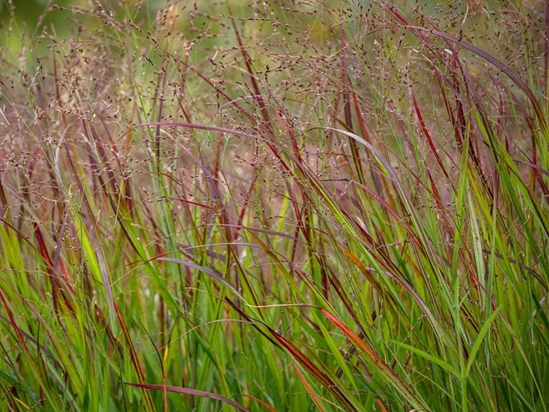 Why Switchgrass Works On Sloped Ground