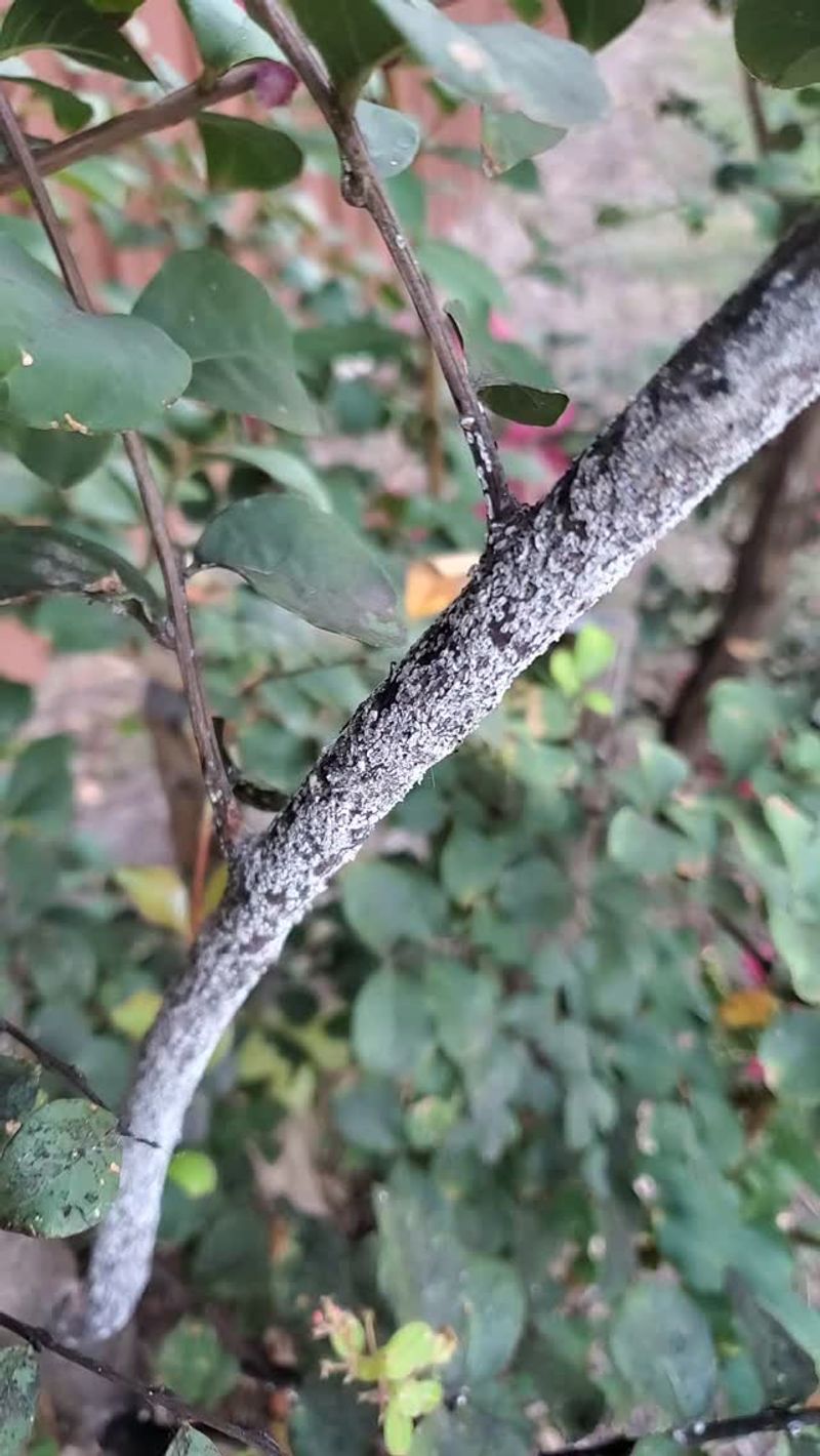 Why Texas Crape Myrtles Are Especially Vulnerable