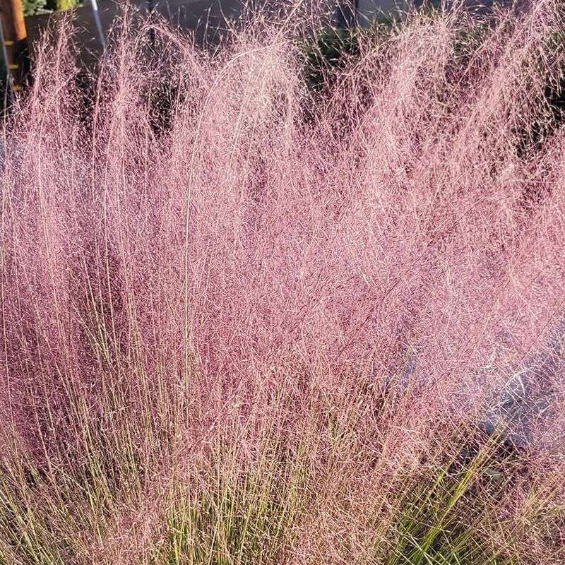 Why Texas Gardeners Love Its Low-Maintenance Growth Why Texas Gardeners Love Its Low-Maintenance Growth