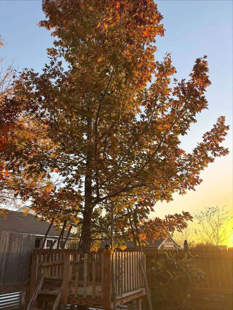 Why Texas Red Oak Deserves More Backyard Space