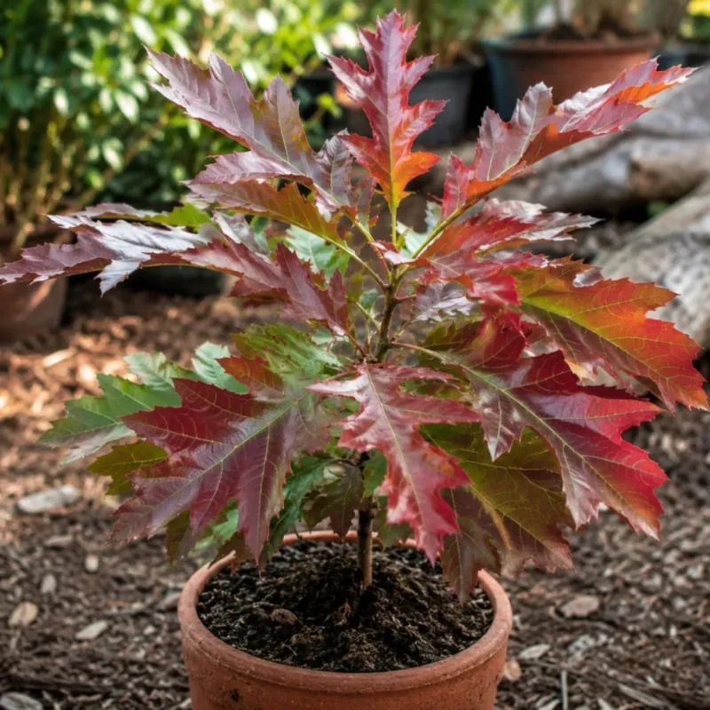 Why Texas Red Oak Is Often Overlooked