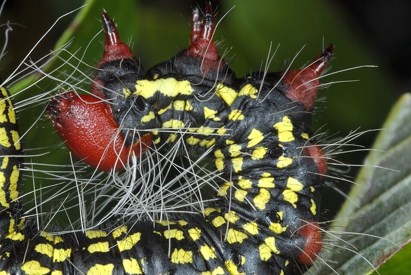 Why The Labor Day Worm Shows Up Right On Schedule