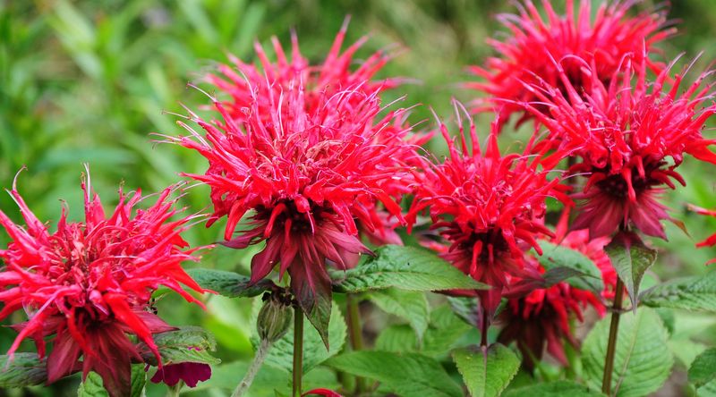 Why The Scent Matters More Than The Myth Why The Scent Matters More Than The Myth