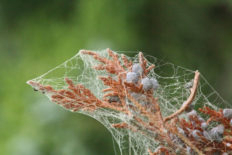 Why The Webs Grow Larger In Late Summer