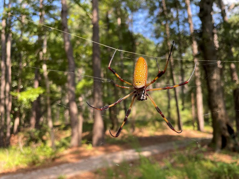 Why Their Webs Look Enormous Right Now