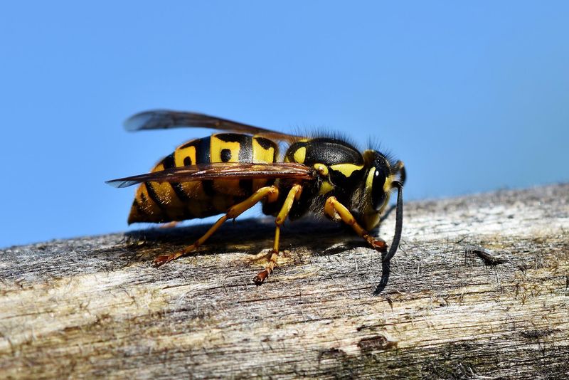 Why These “Wasps” Suddenly Take Over Yards