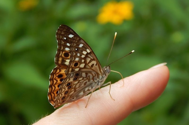 Why They Land On Your Arm Instead Of Your Flowers