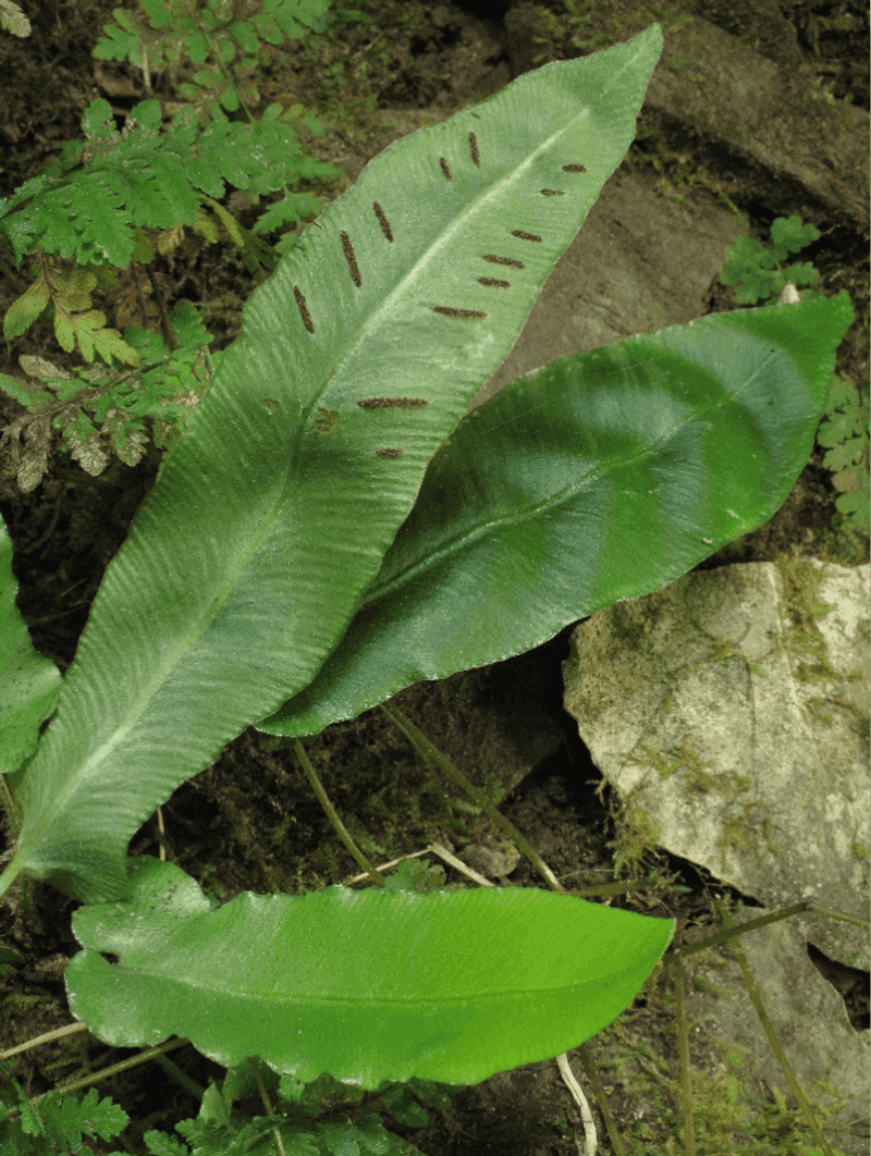 Why This Fern Matters For Tennessee's Ecological Story Why This Fern Matters For Tennessee's Ecological Story