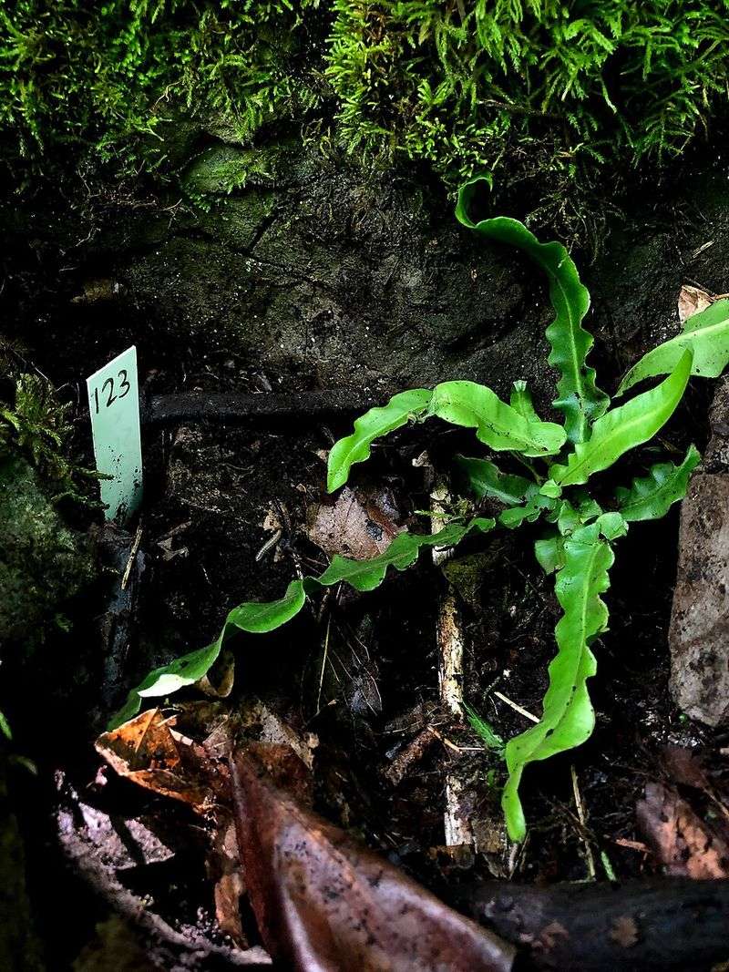Why This Fern Only Grows In One Spot Why This Fern Only Grows In One Spot