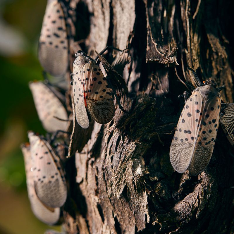 Why This Insect Concerns New Jersey Farmers Why This Insect Concerns New Jersey Farmers