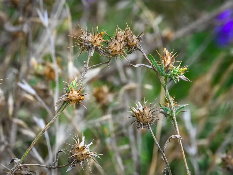 Why This Plant Is A Problem For Texas Landscapes