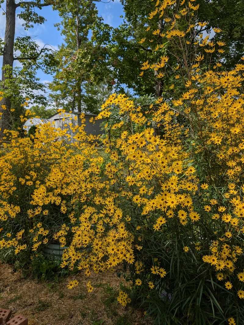 Why This Plant Stays So Underrated