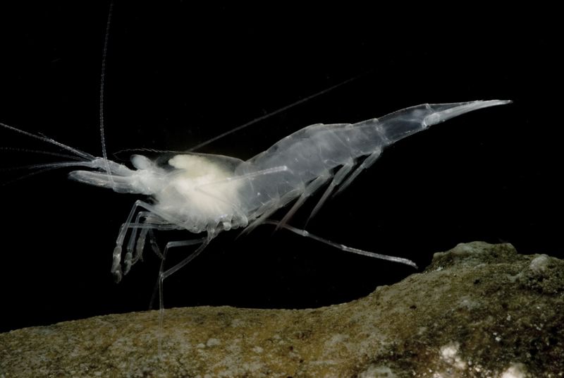 Why This Shrimp Lives Only Beneath Kentucky Why This Shrimp Lives Only Beneath Kentucky