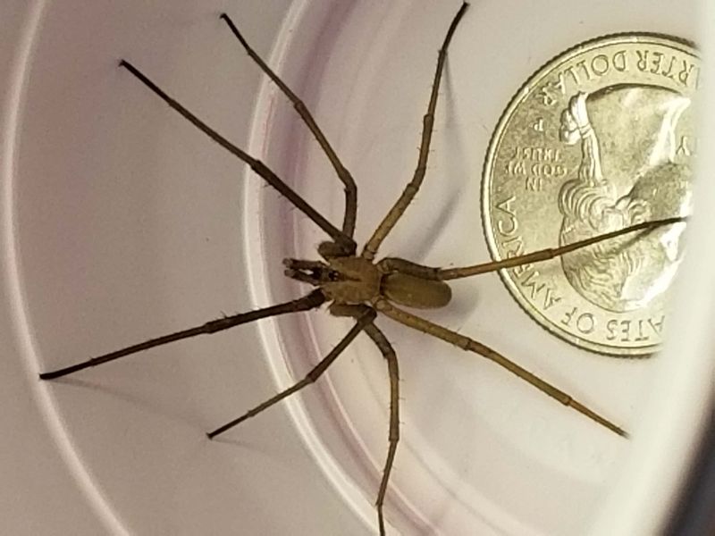 Why This Spider Shows Up Around Texas Homes Why This Spider Shows Up Around Texas Homes