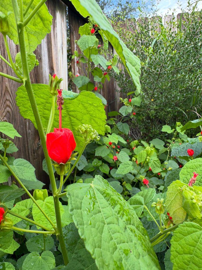 Why Turk's Cap Deserves More Texas Garden Space Why Turk's Cap Deserves More Texas Garden Space