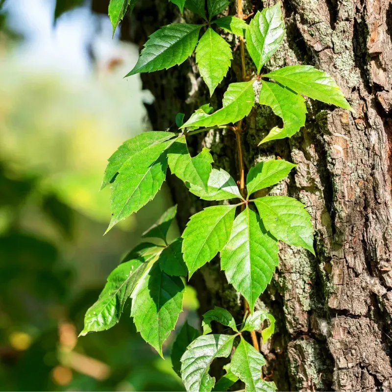 Why Virginia Creeper Spreads So Effectively Why Virginia Creeper Spreads So Effectively