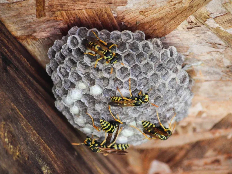 Why Wasps Choose Eaves For Nesting