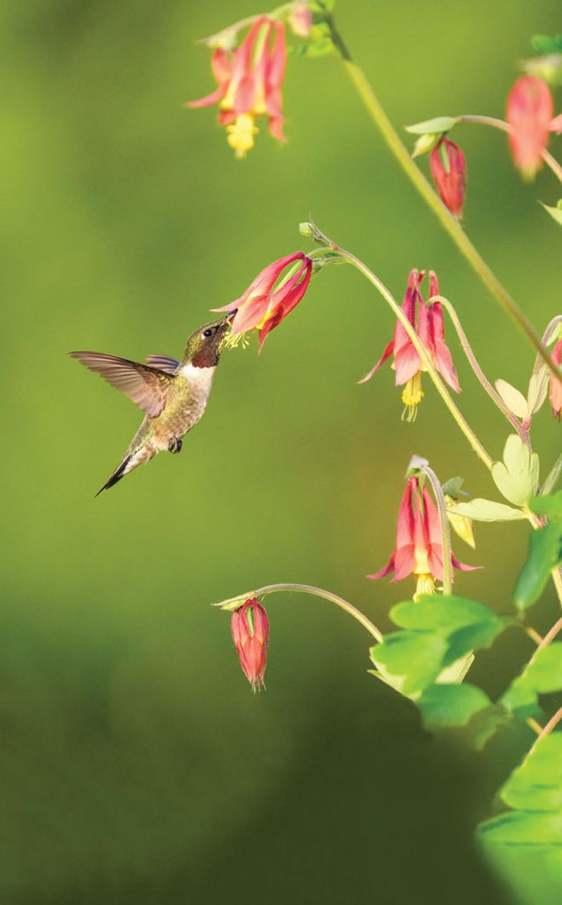 Why Wild Columbine Attracts More Pollinators