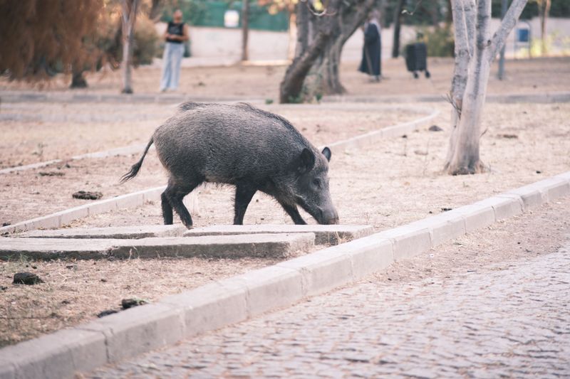 Why Wild Hogs Head For Neighborhoods In Early Fall
