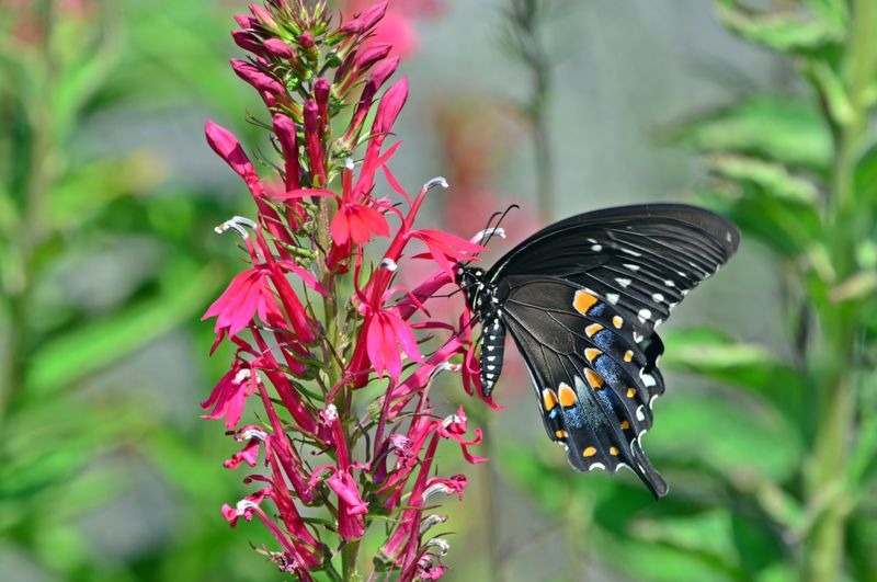 Why Wildlife And Native Gardeners Cheer For It Why Wildlife And Native Gardeners Cheer For It
