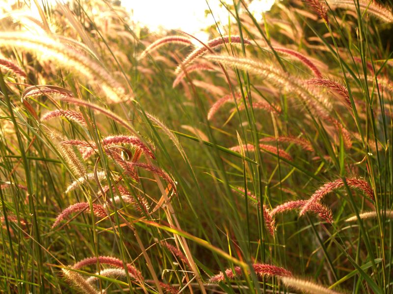 Why Wildlife And Woodlands Lose Out