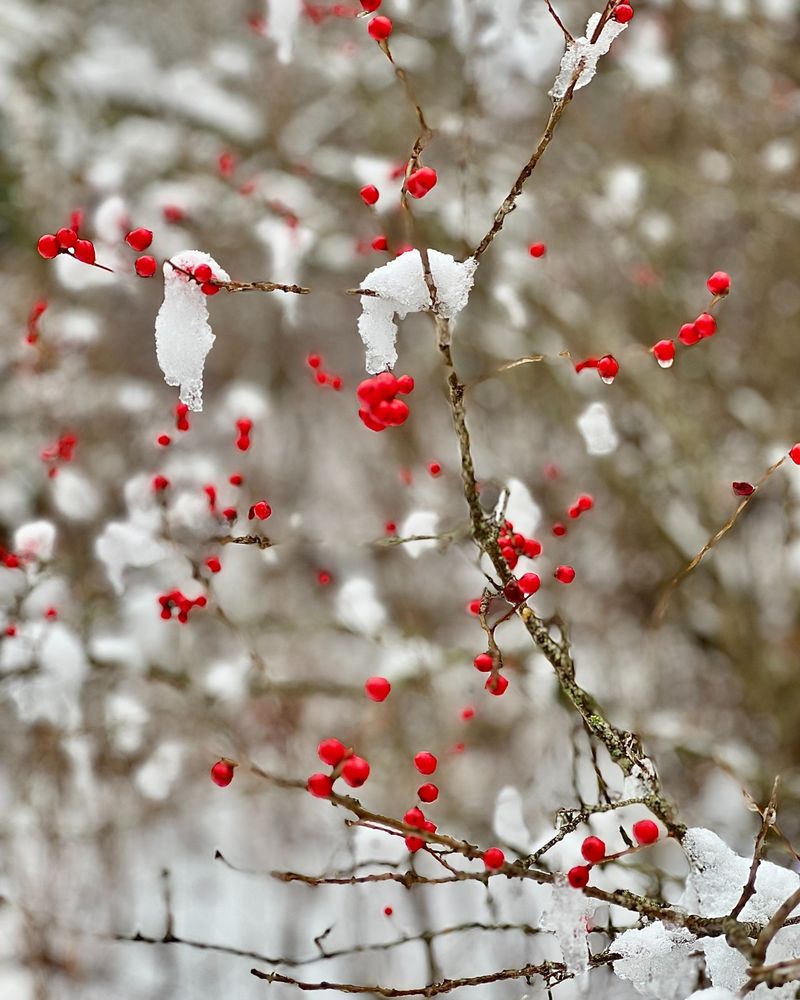 Why Winterberry Berries Matter To Birds