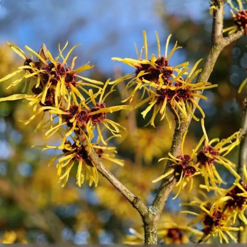 Why Witch Hazel Blooms When Most Shrubs Have Finished