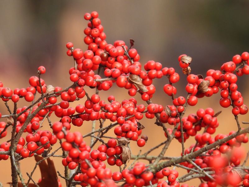 Why You Need Both Male And Female Plants