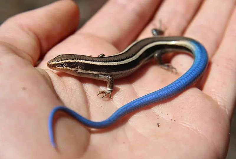 Why You Should Leave Blue-Tailed Lizards Alone