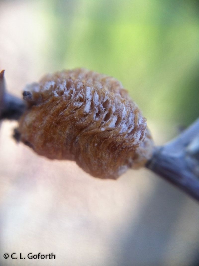 Why a Mantis Uses a Stem or Twig