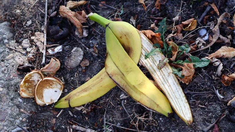 Why banana peels are not a measured fertilizer Why banana peels are not a measured fertilizer