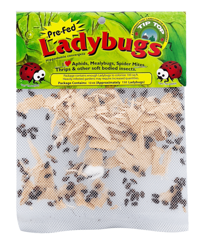 Why buying lady beetles often falls short